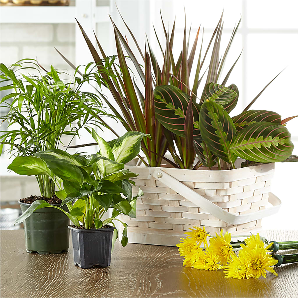 Florist Designed Blooming and Green Plants in a Basket – J C Snyder Florist By Transcend, Harrisburg PA