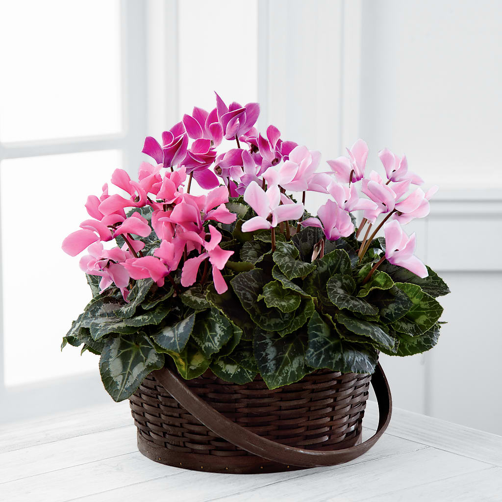 Mixed Cyclamen Planter – J C Snyder Florist By Transcend, Harrisburg PA