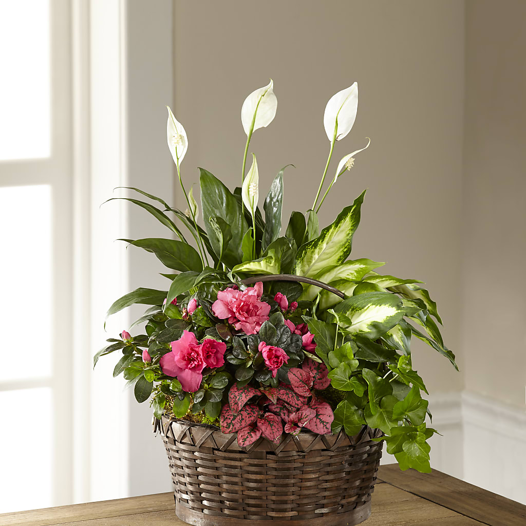 Dream in Pink Dishgarden – J C Snyder Florist By Transcend, Harrisburg PA