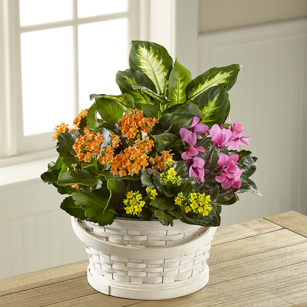 Color Crush Dishgarden – J C Snyder Florist By Transcend, Harrisburg PA