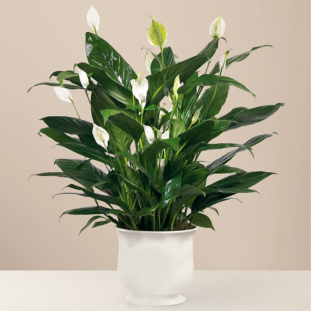 Comfort Planter – J C Snyder Florist By Transcend, Harrisburg PA