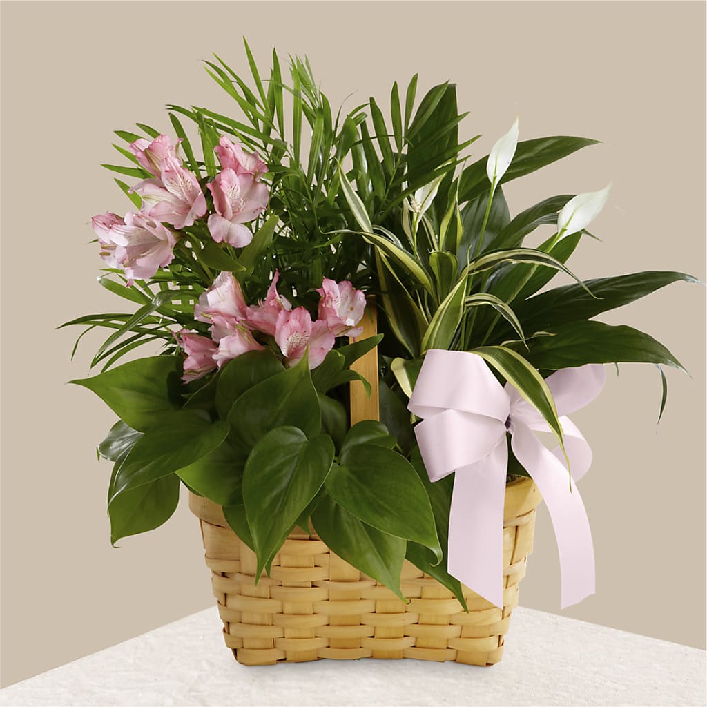 Living Spirit Dishgarden – J C Snyder Florist By Transcend, Harrisburg PA