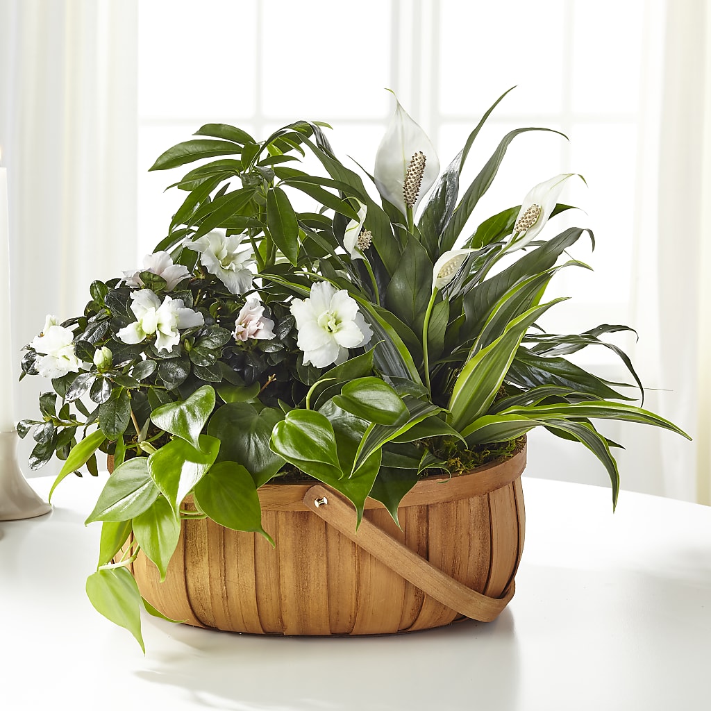 Serene Dishgarden – J C Snyder Florist By Transcend, Harrisburg PA