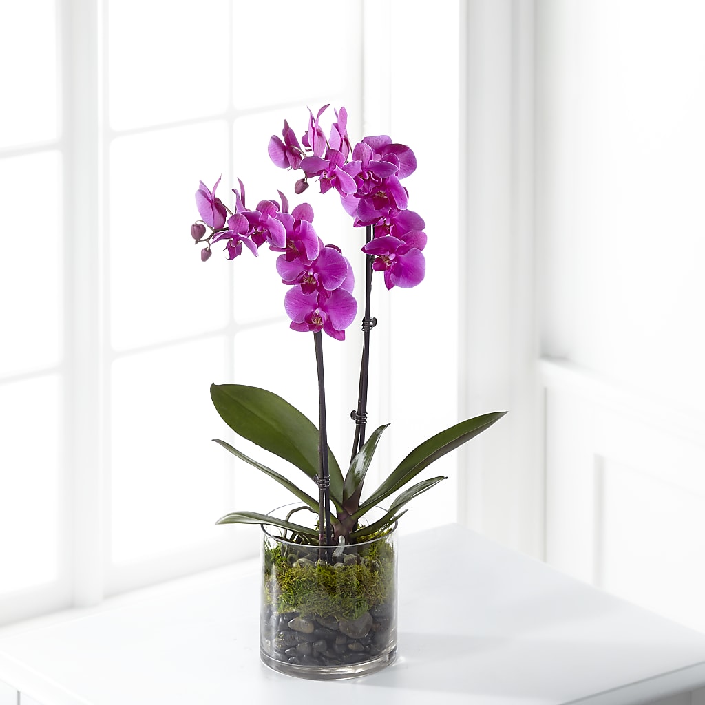 Pink Orchid Plant – J C Snyder Florist By Transcend, Harrisburg PA