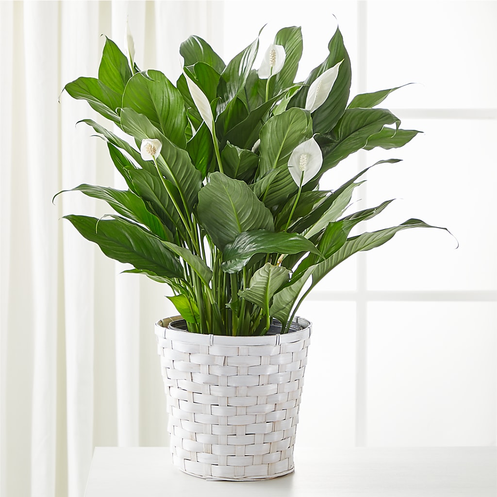 A New Leaf Peace Lily – J C Snyder Florist By Transcend, Harrisburg PA