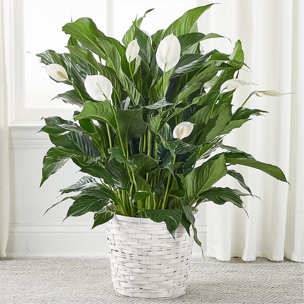 A New Leaf Peace Lily – J C Snyder Florist By Transcend, Harrisburg PA