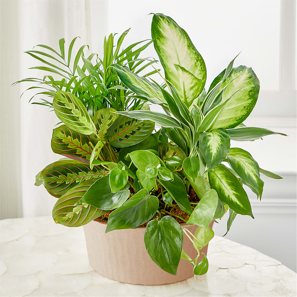 Balance & Harmony Dishgarden – J C Snyder Florist By Transcend, Harrisburg PA