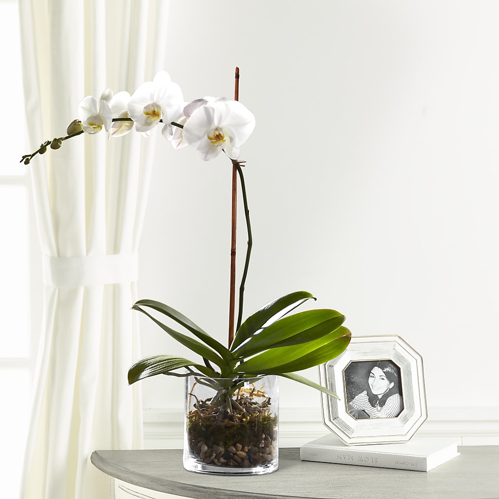 White Orchid Planter – J C Snyder Florist By Transcend, Harrisburg PA