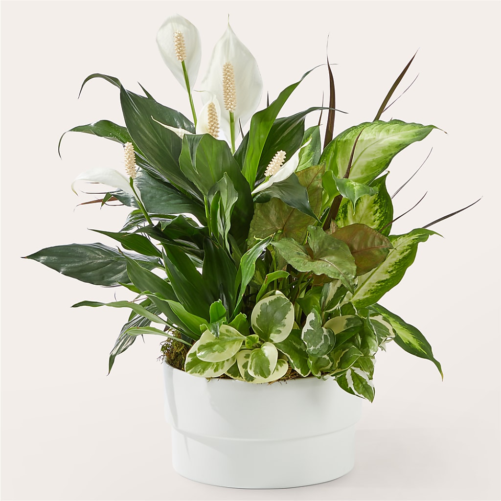 Radiating Positivity Dishgarden – J C Snyder Florist By Transcend, Harrisburg PA