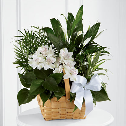 Peace & Serenity Dishgarden –  J C Snyder Florist By Transcend, Harrisburg PA