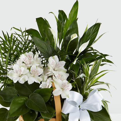Peace & Serenity Dishgarden –  J C Snyder Florist By Transcend, Harrisburg PA