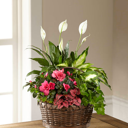 Dream in Pink Dishgarden –  J C Snyder Florist By Transcend, Harrisburg PA