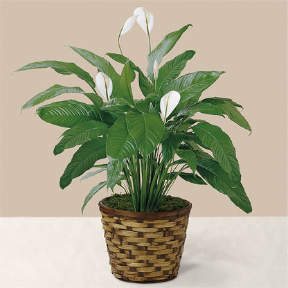 Tranquil Moments Peace Lily Plant –  J C Snyder Florist By Transcend, Harrisburg PA