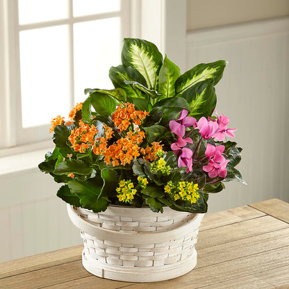 Color Crush Dishgarden –  J C Snyder Florist By Transcend, Harrisburg PA
