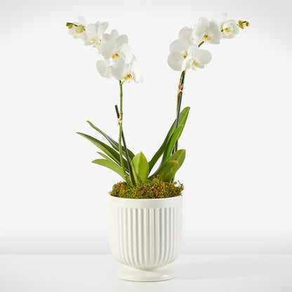 Whispering White Orchid –  J C Snyder Florist By Transcend, Harrisburg PA