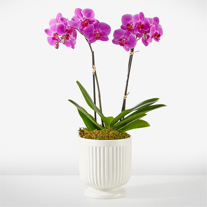 Friendly Fuchsia Orchid –  J C Snyder Florist By Transcend, Harrisburg PA
