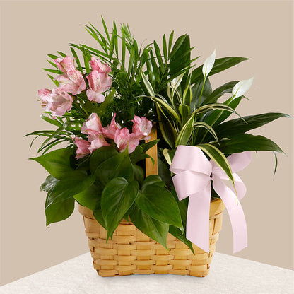 Living Spirit Dishgarden –  J C Snyder Florist By Transcend, Harrisburg PA