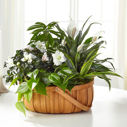 Serene Dishgarden –  J C Snyder Florist By Transcend, Harrisburg PA