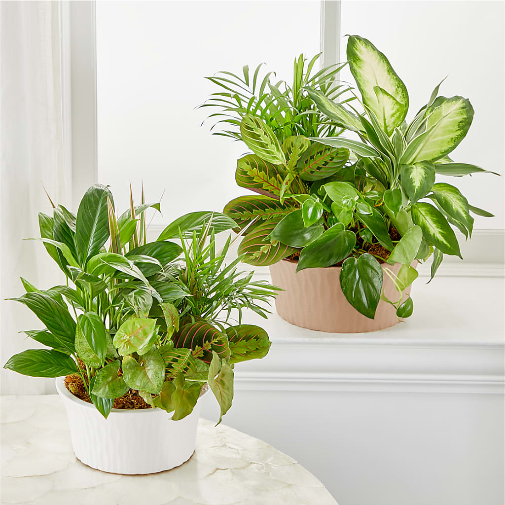 Balance & Harmony Dishgarden –  J C Snyder Florist By Transcend, Harrisburg PA