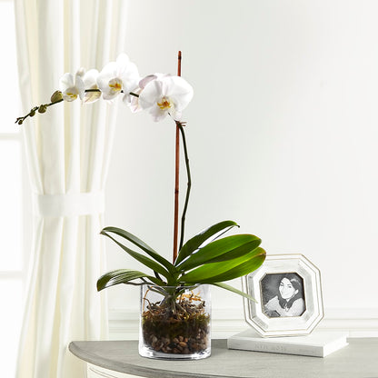 White Orchid Planter –  J C Snyder Florist By Transcend, Harrisburg PA