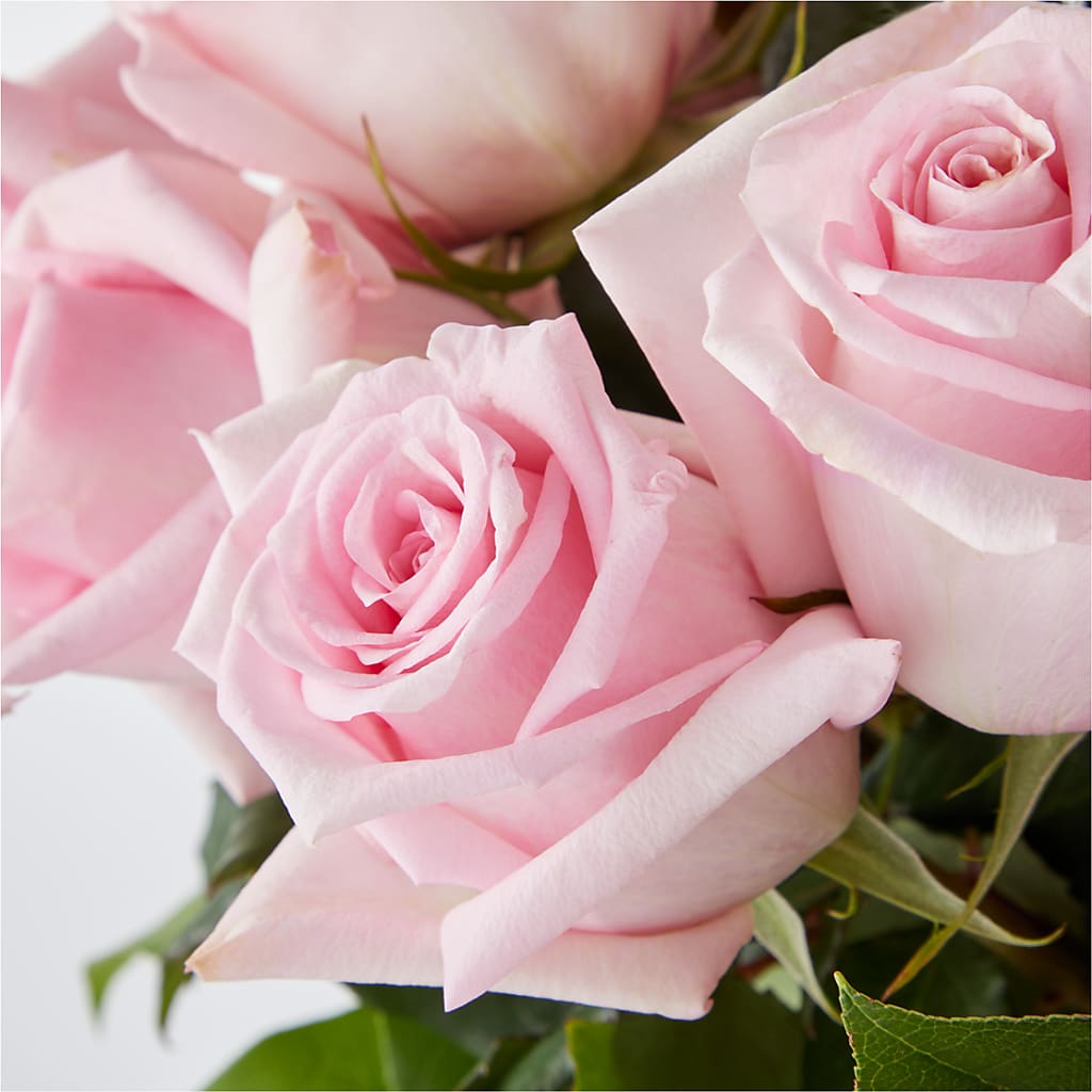 Picture Perfect Pink Rose Bouquet –  J C Snyder Florist By Transcend, Harrisburg PA