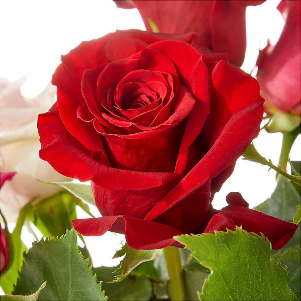 Love Notes Rose Bouquet –  J C Snyder Florist By Transcend, Harrisburg PA