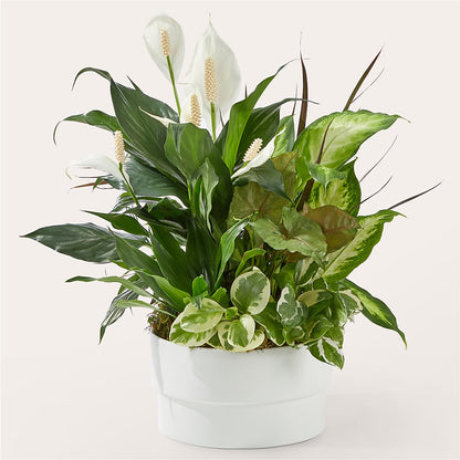 Radiating Positivity Dishgarden –  J C Snyder Florist By Transcend, Harrisburg PA